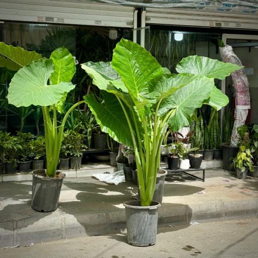 عکس گل فروشی آقای گل