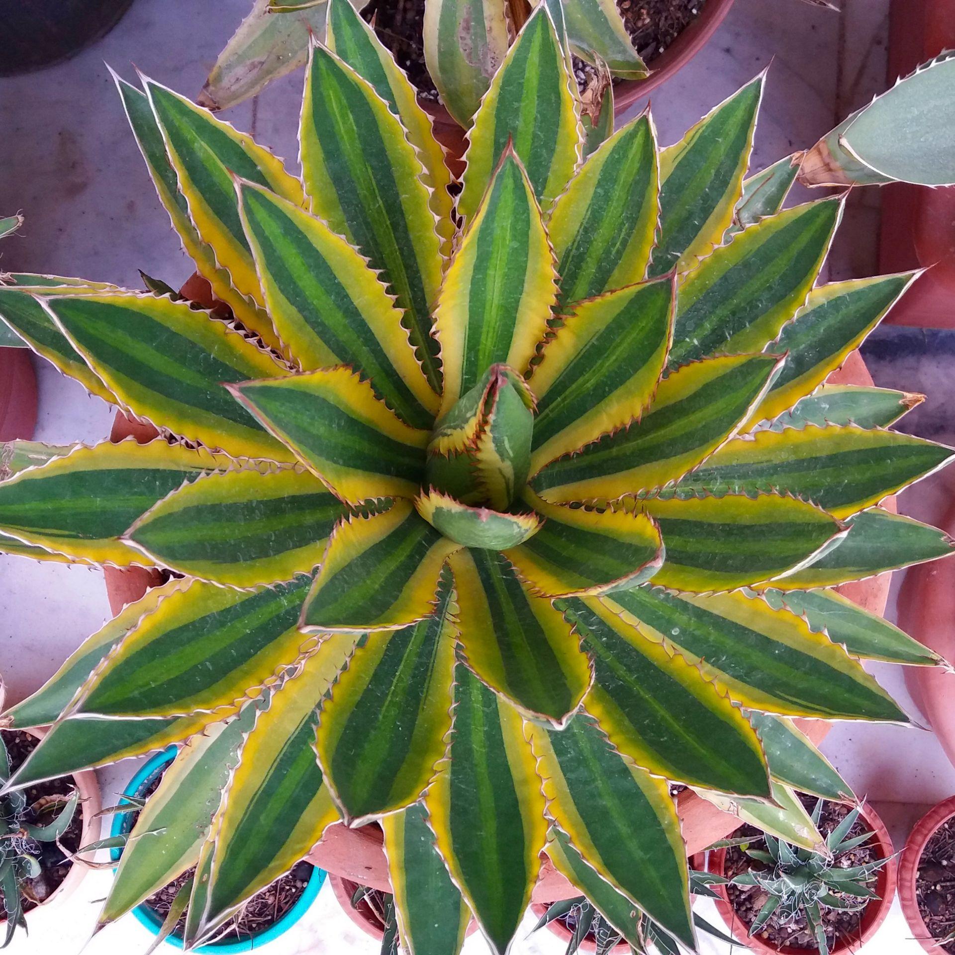 عکس گلخانه بازار گل کرمان