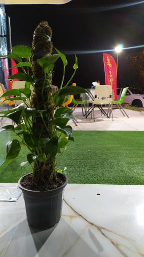 عکس فست فود معماران آشپز