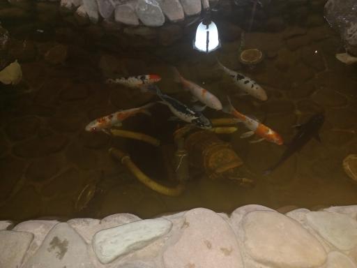 عکس باغ رستوران امیران