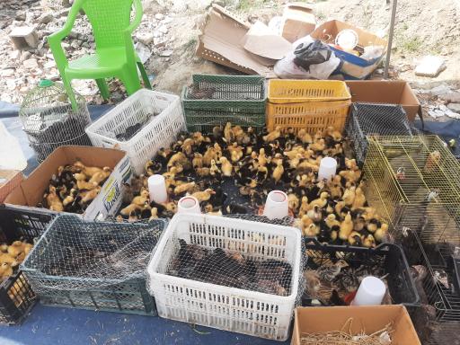 عکس جمعه بازار امیرکلا