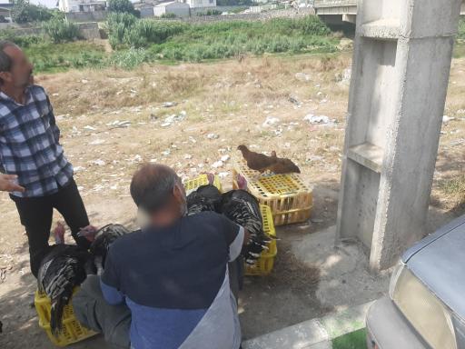 عکس جمعه بازار امیرکلا