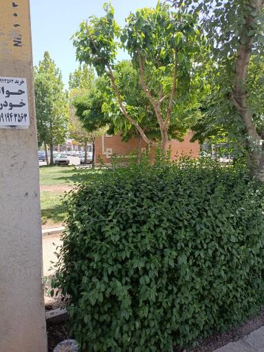 سرویس بهداشتی