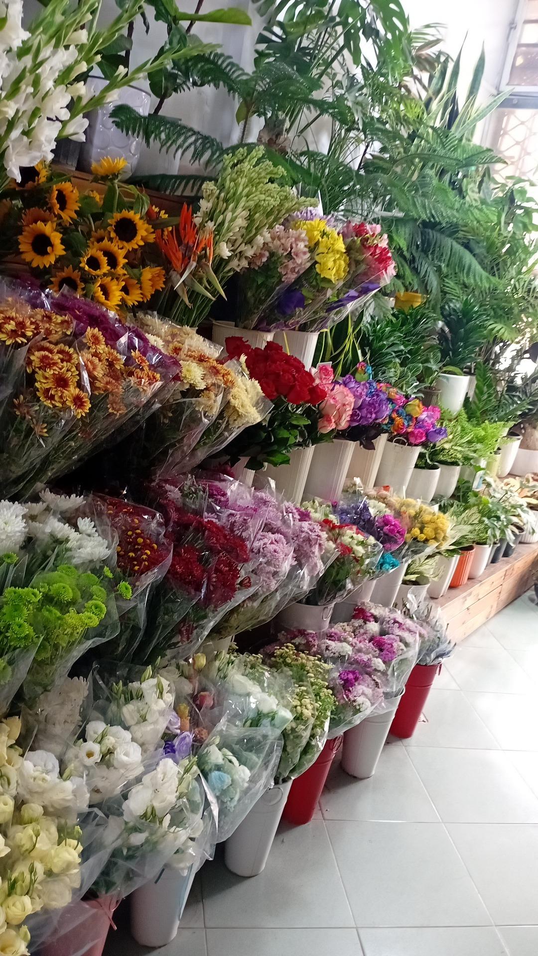 عکس گل صدرا 