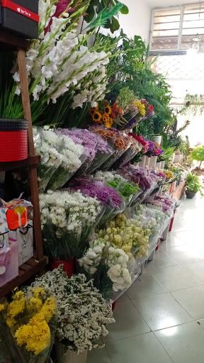 عکس گل صدرا 