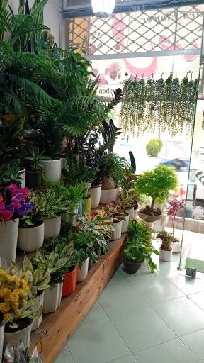 عکس گل صدرا 