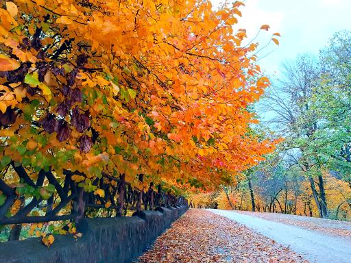 عکس تفرجگاه گلشن