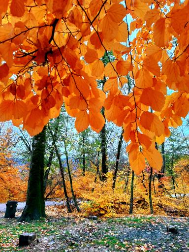 عکس تفرجگاه گلشن