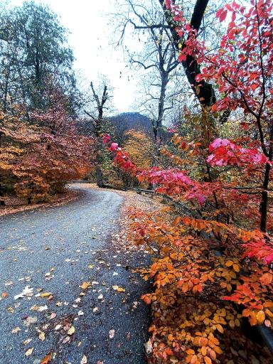 عکس تفرجگاه گلشن