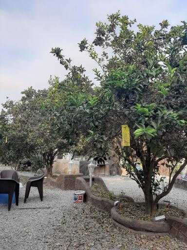 عکس کافه باغ پرتقال