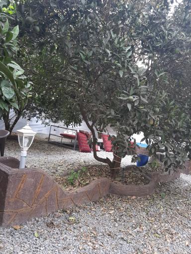 عکس کافه باغ پرتقال