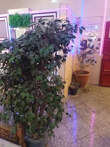 عکس سرویس بهداشتی