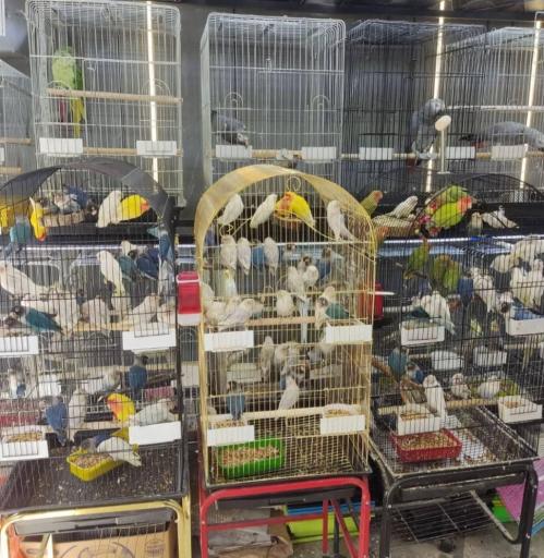 عکس دهکده پرندگان