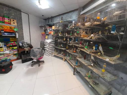 عکس دهکده پرندگان