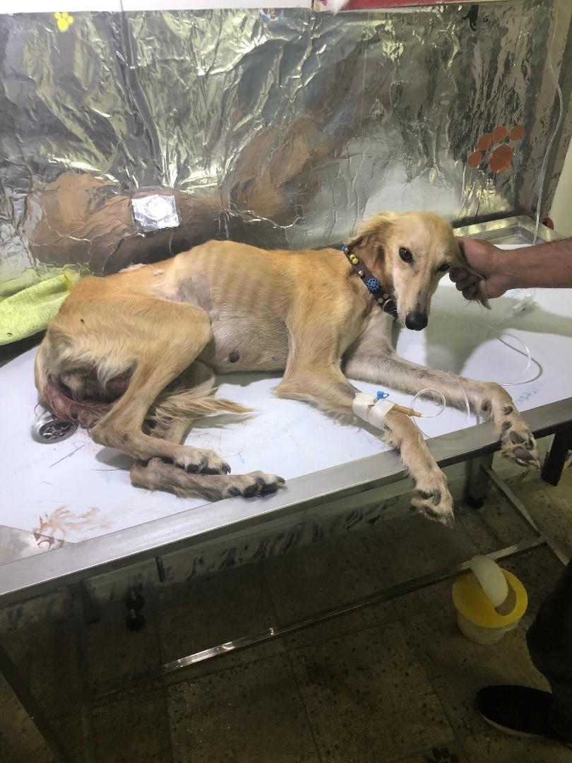 عکس کلینیک دامپزشکی دکتر صادقی 