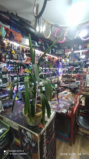 سناتور سیستم 