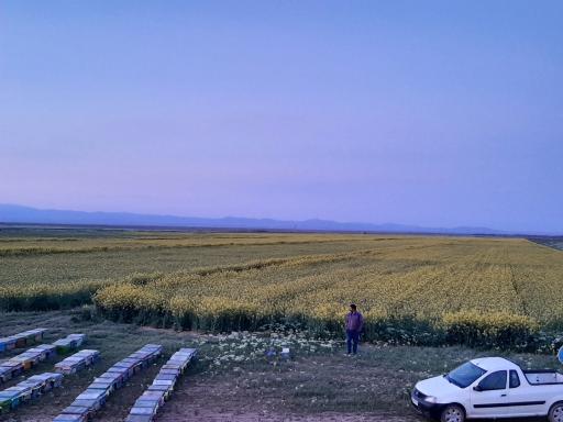 عکس نیل شهر