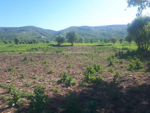 عکس سراب دوره