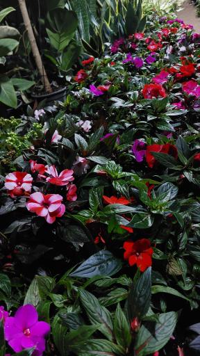 عکس گلخانه شکوفه