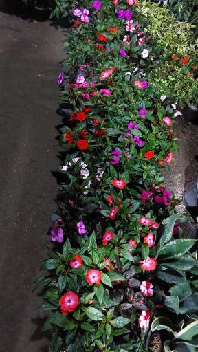 عکس گلخانه شکوفه