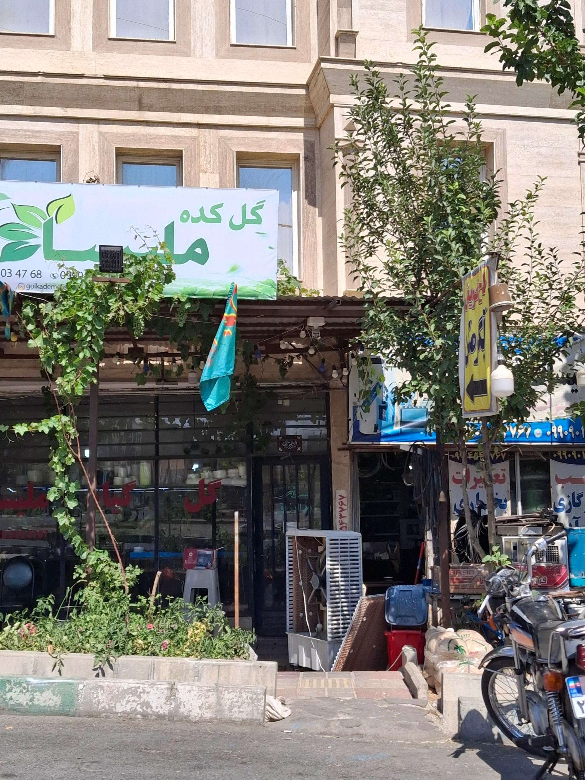 عکس گل کده ملیسا
