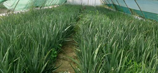 عکس گلخانه آلوئه ورا عباس زاده