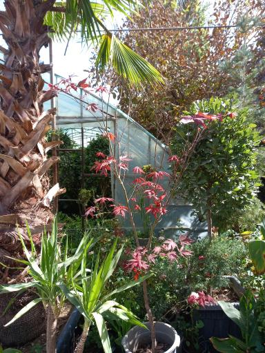 عکس گل و گیاه امیدفراهانی 