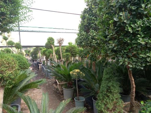 عکس گل و گیاه امیدفراهانی 