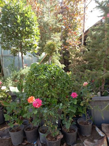 عکس گل و گیاه امیدفراهانی 