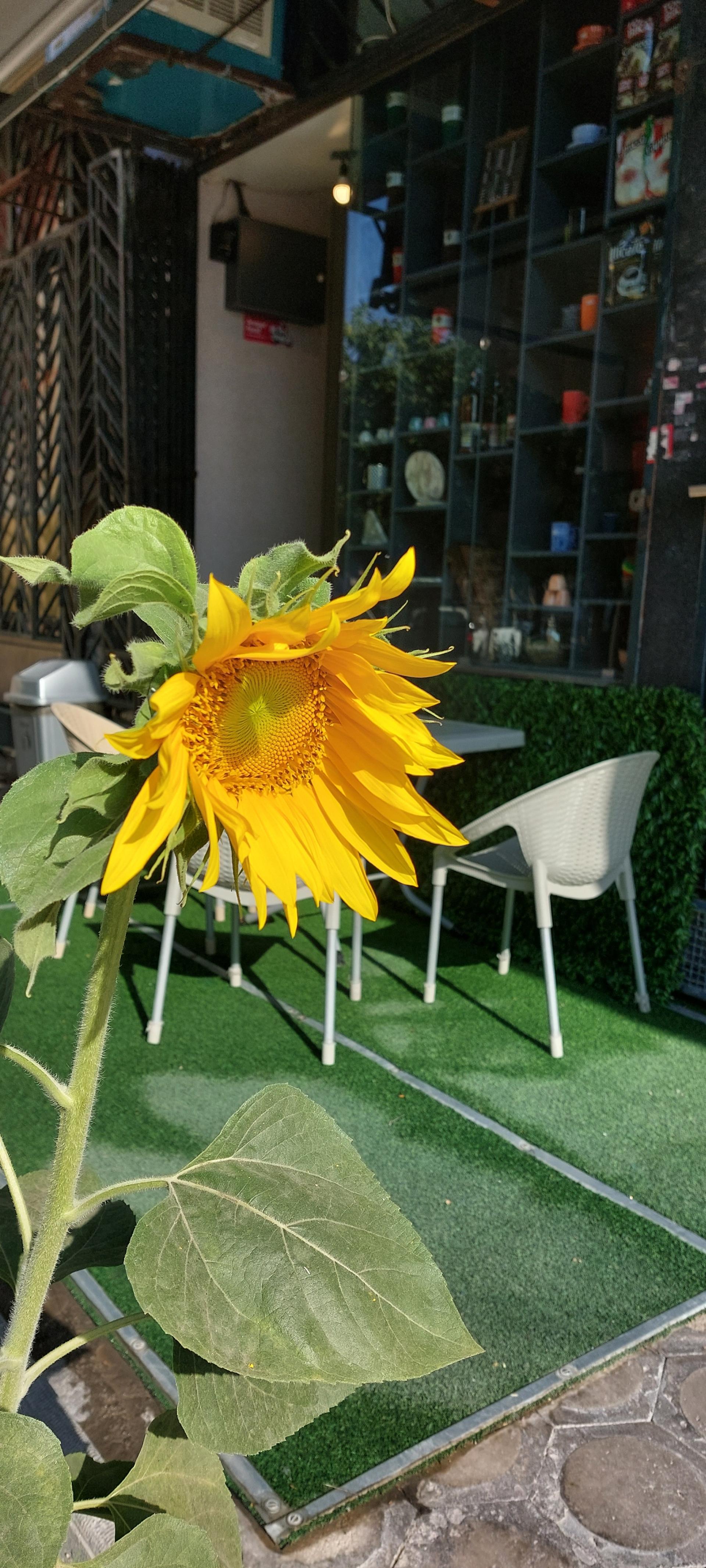 عکس کافه قلب سبز