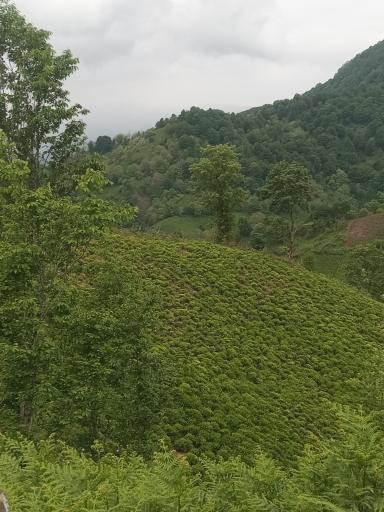 عکس گالشکلام لیلاکوه