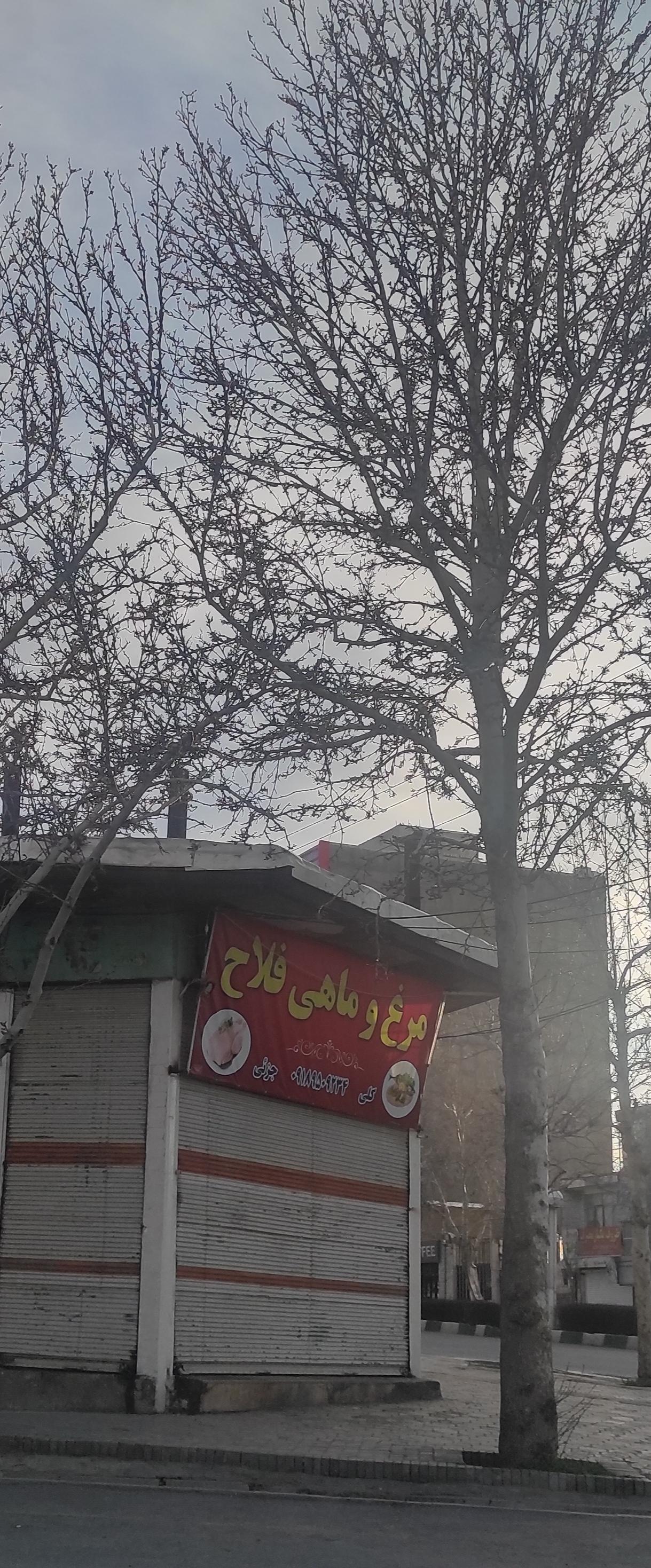 عکس مرغ و ماهی فلاح