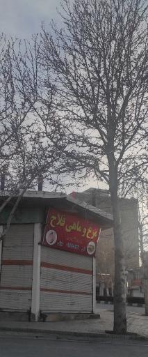 عکس مرغ و ماهی فلاح