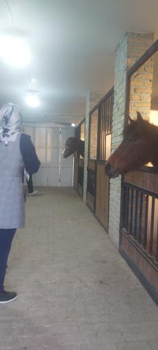 عکس باشگاه سوارکاری اسب پردیسان