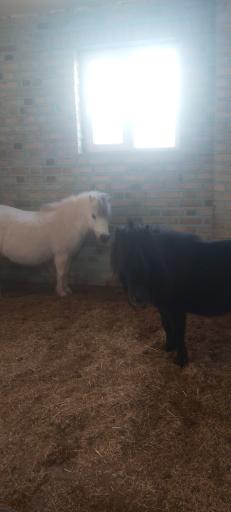 عکس باشگاه سوارکاری اسب پردیسان