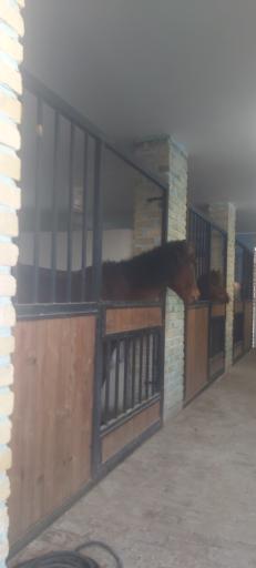 عکس باشگاه سوارکاری اسب پردیسان