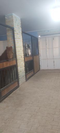 عکس باشگاه سوارکاری اسب پردیسان