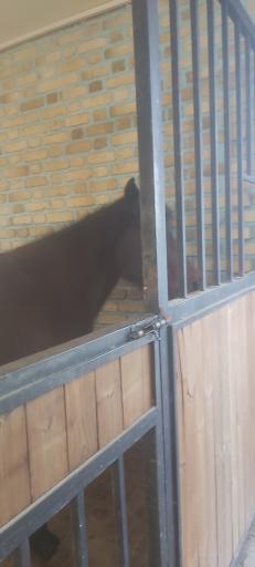 عکس باشگاه سوارکاری اسب پردیسان