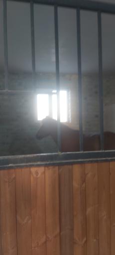 عکس باشگاه سوارکاری اسب پردیسان