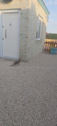 عکس باشگاه سوارکاری اسب پردیسان