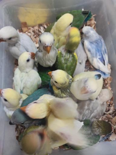 عکس پرنده سرای ققنوس