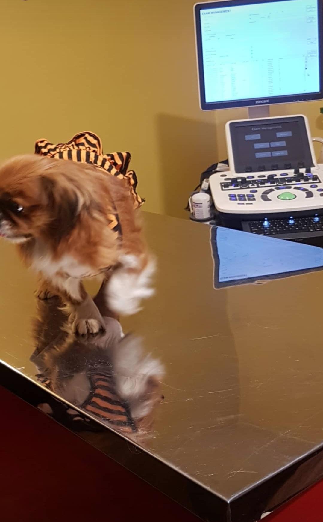 عکس مرکز رادیولوژی دامپزشکی دکتر بهمنش 