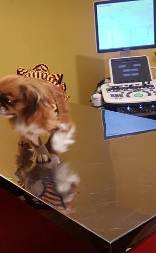 عکس مرکز رادیولوژی دامپزشکی دکتر بهمنش 