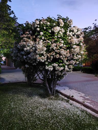 عکس دانشگاه تحصیلات تکمیلی در علوم پایه زنجان