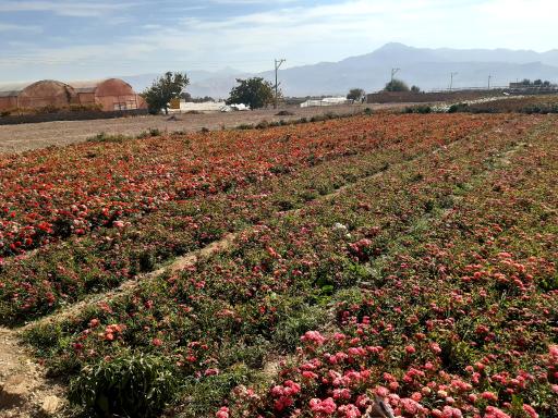 عکس گلستان بنفشه