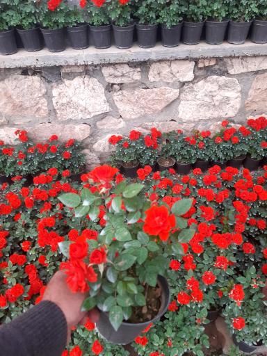 عکس گلستان بنفشه