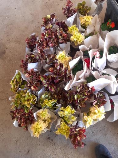 عکس گلستان بنفشه