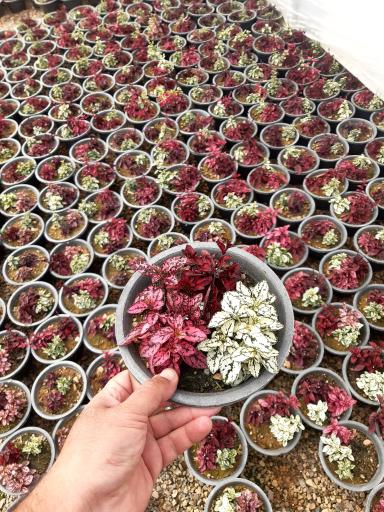 عکس گلستان بنفشه