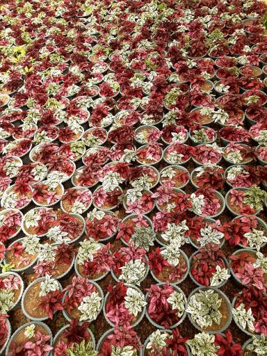 عکس گلستان بنفشه