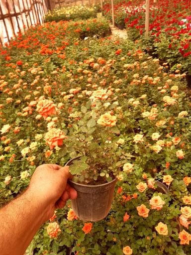 عکس گلستان بنفشه